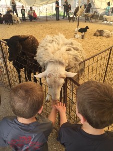 Davis and Weston Wylie Feeding the animals at a petting zoo in Fort Worth