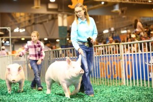 Shae Nicholson (9th grade) showing at Houston Livestock Show